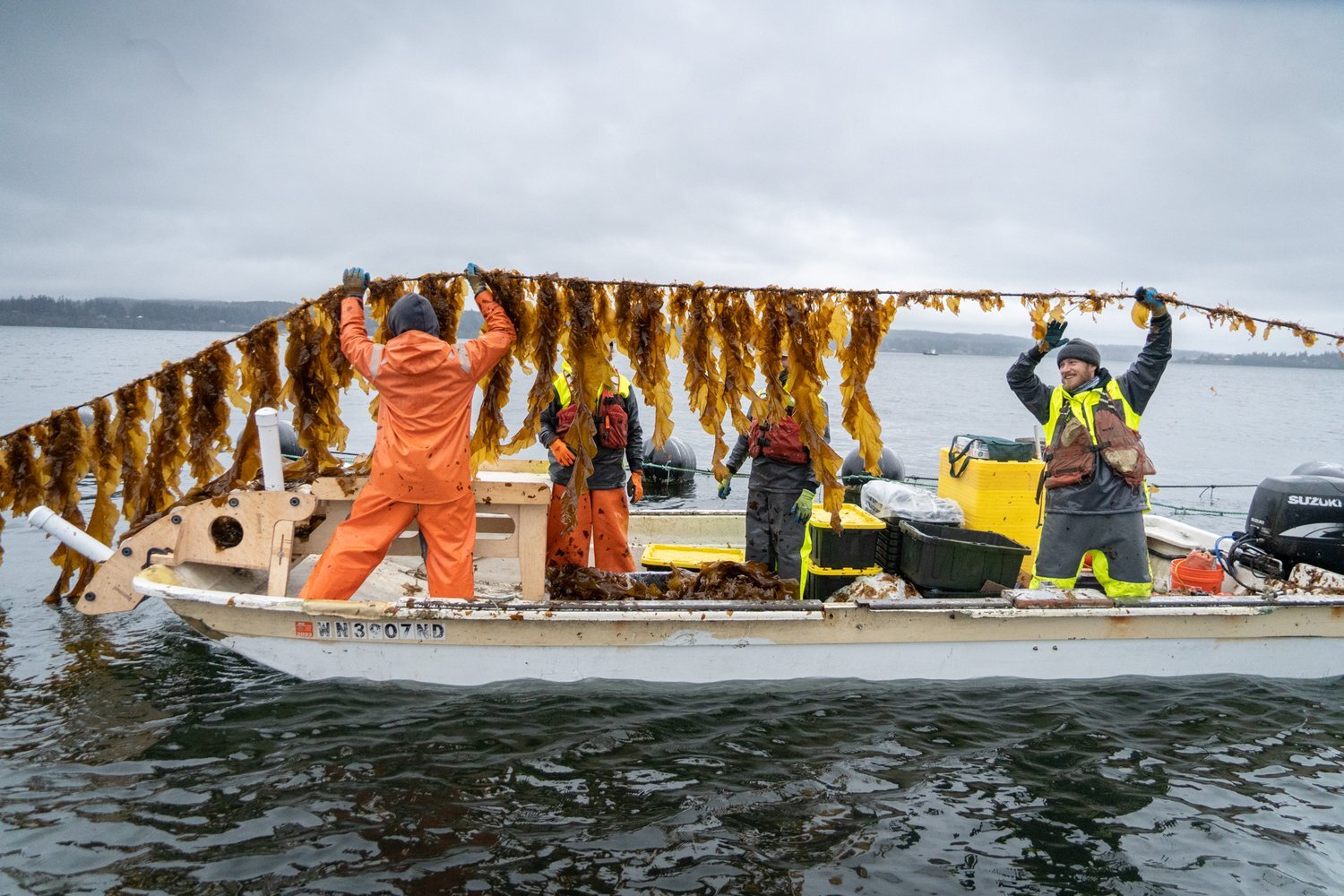 Seacharrones Kelp Harvest