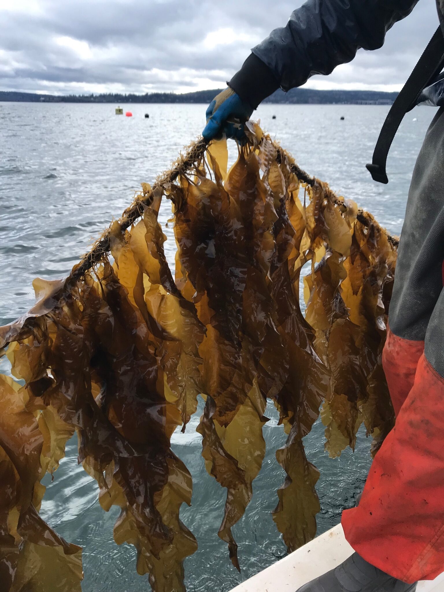 Seaweed on line